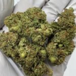 Rainbow Sherbet THCa Flower