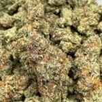 Sherblatto THCa Flower