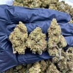 Skunk Diesel CBD Strain