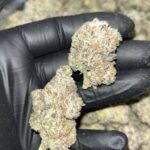 Slurricane THCa Exotics