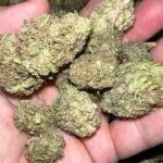 Sour Brûlée THCA Cryo