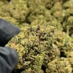 Spicy Zest Delta-8 THC Flower