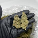 Strawnana CBD Strain