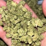 Sunday Driver THCa Smalls