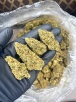 Thin Mintz CBD Strain