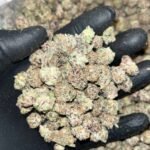 Tropical Punch THCa Smalls