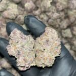 Tropicana Cookies THCA Exotics