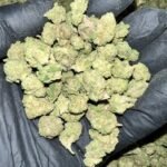 Gush Mintz THCa Flower