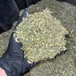 Tropical Storm THCa Flower