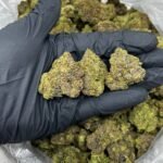 Mint Chocolate Chip THCa Flower