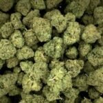 Citrus Punch THCa Flower