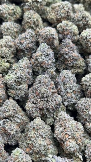 Raspberry Cream THCa Flower