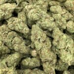 Cereal Milk THCa Flower