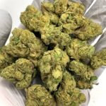 Apple Fritter THCa Flower