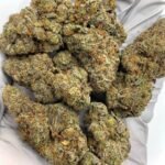 Sherbert THCa Flower