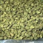 Cherry Pie CBCV Flower