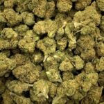 Bubblegum Dream THCa Flower